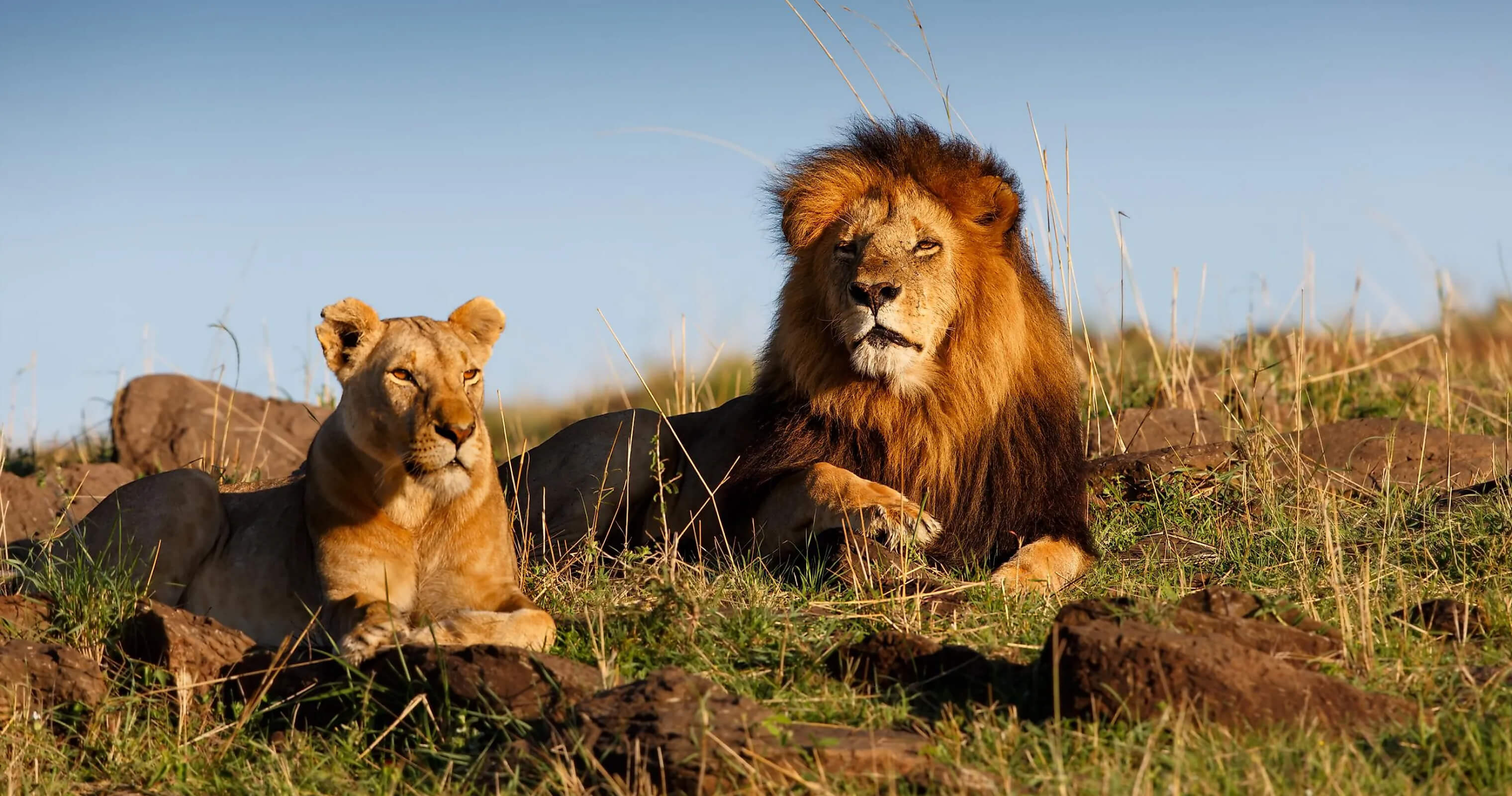 Sasan Gir Lion and Lioness