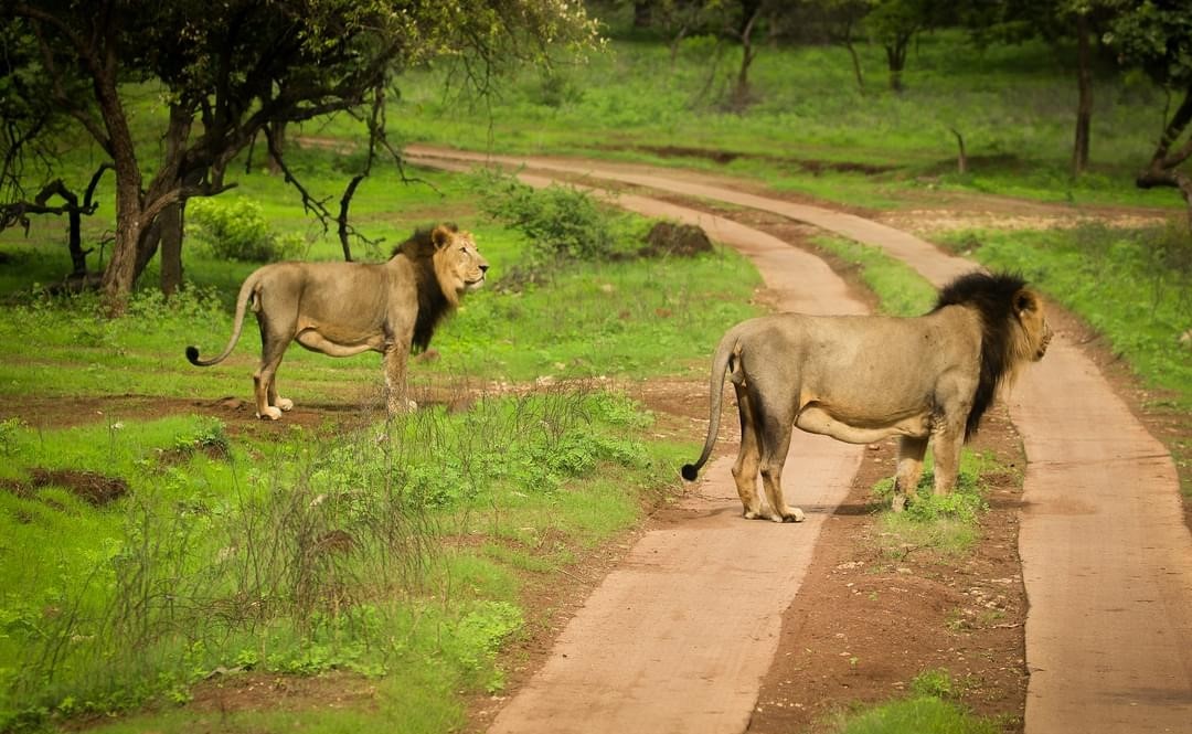 Devaliya Safari Park