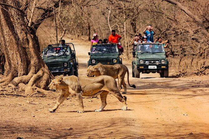 Gir Jungle Safari