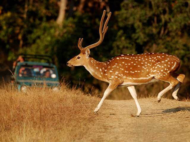 Gir Jungle Safari