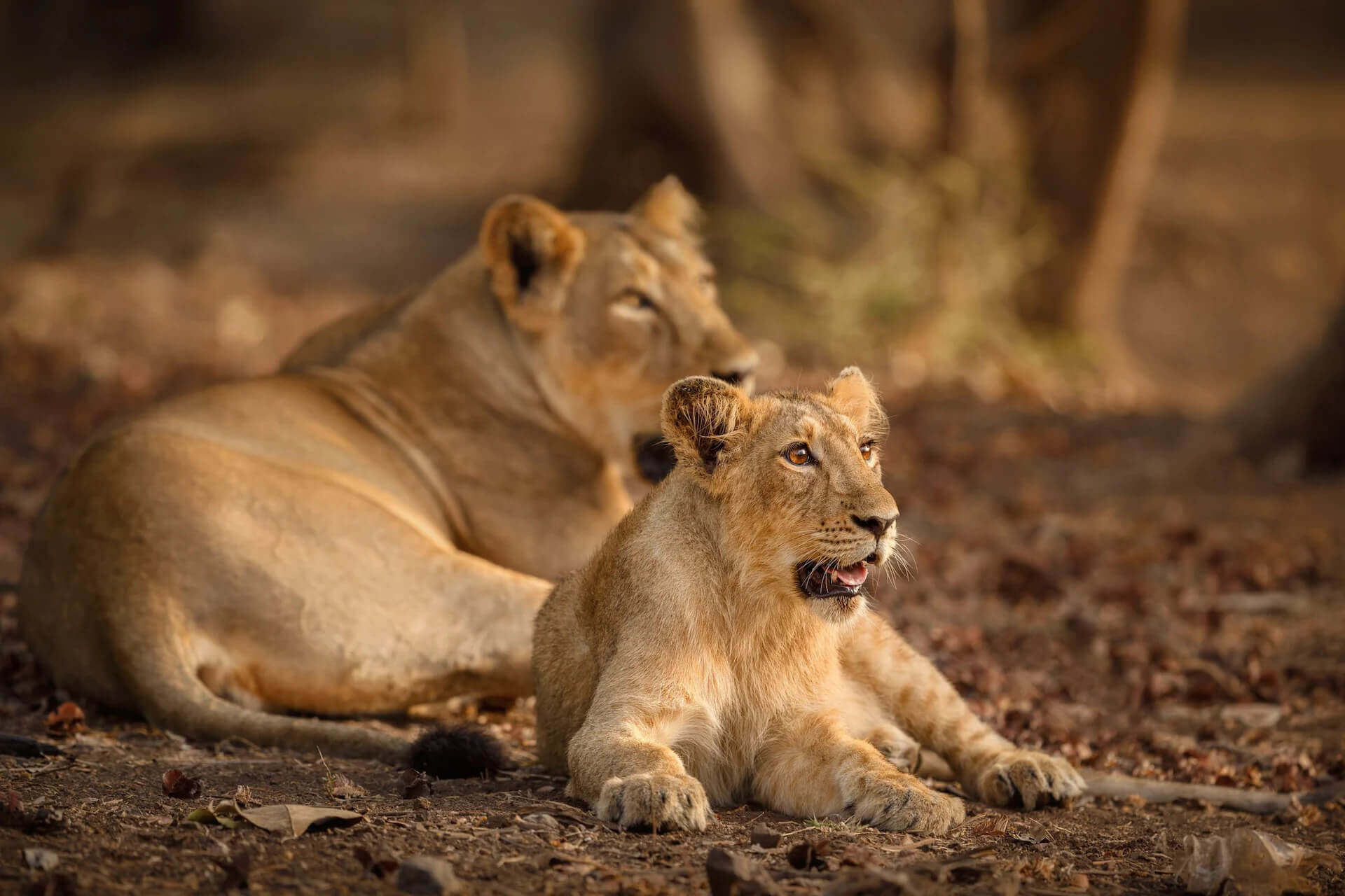 Places to Visit in Sasan Gir