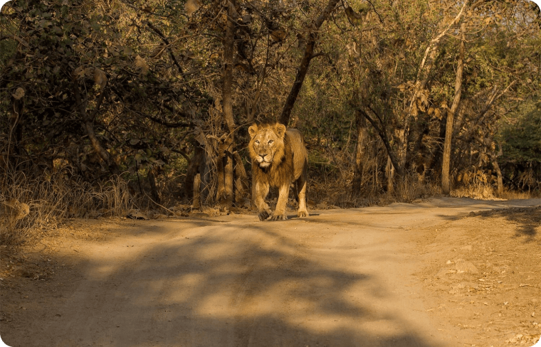 Scenic View of Gir Forest With Lion