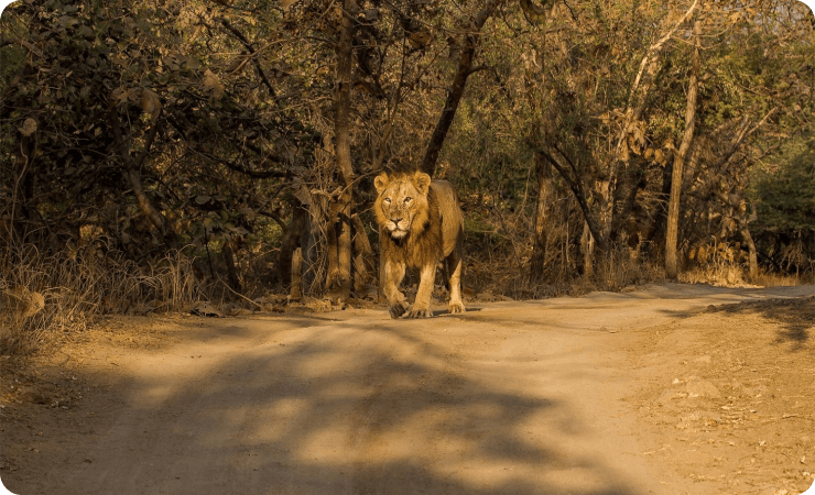 Lion In Gir Jungle