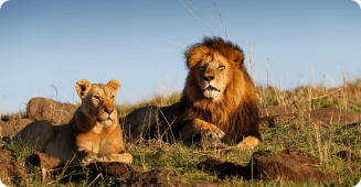 Sasan Gir Lion and Lioness