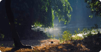 gir jungle scene